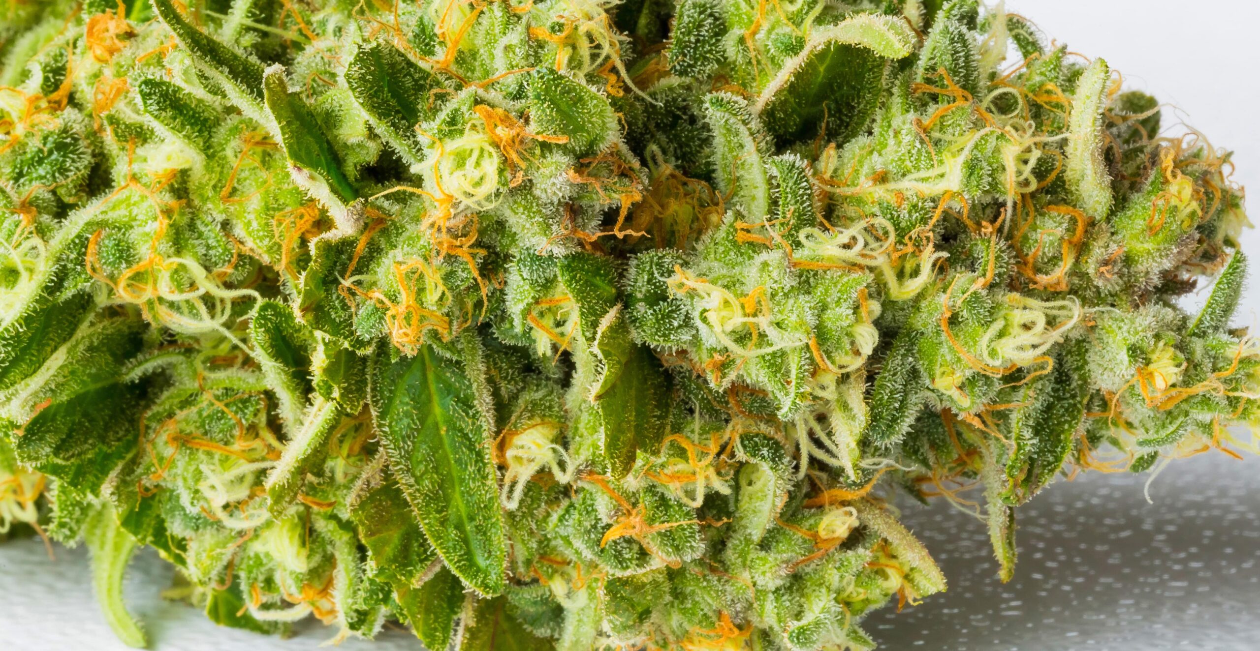 Selective focus shot of half-dried cannabis on a white background