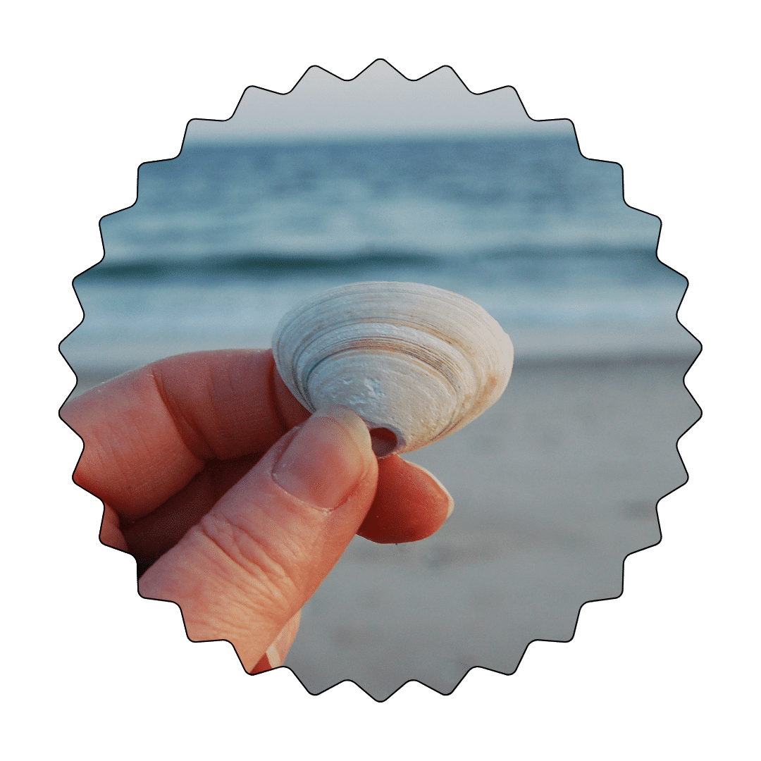 Seaweed Rockaway Beach web graphic (2-2, 2025)