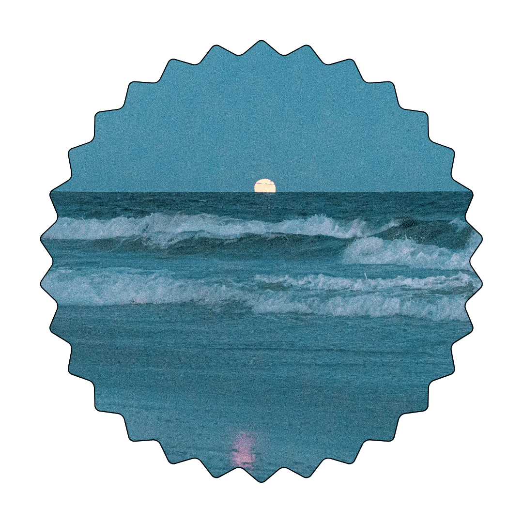 Seaweed Rockaway Beach web graphic (3-1)